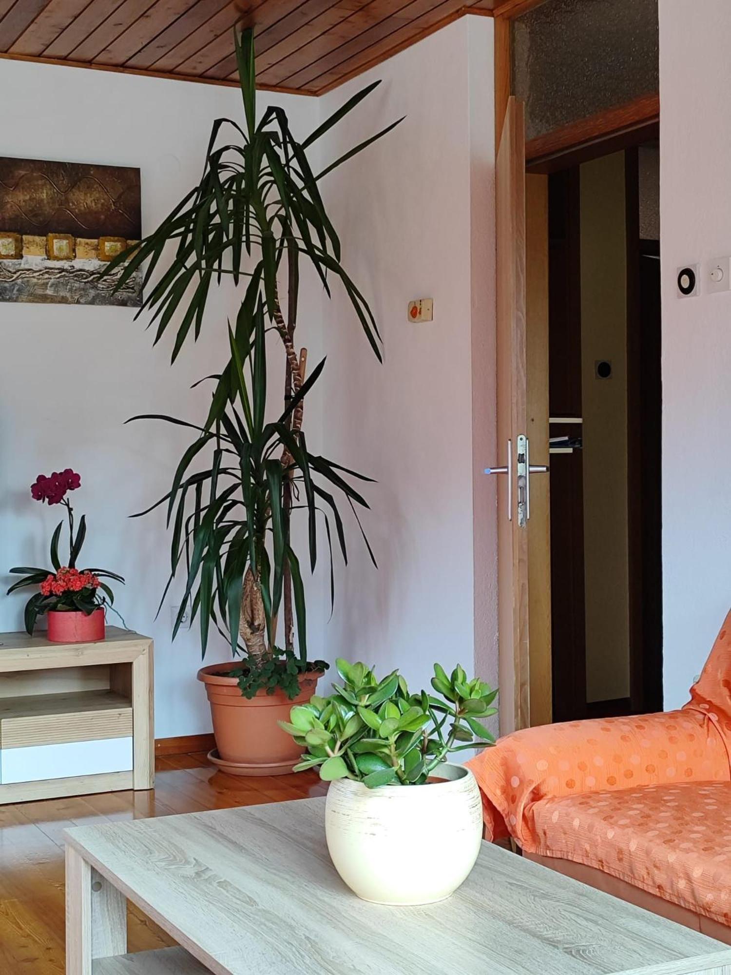 Apartment Kolman 托尔明 外观 照片